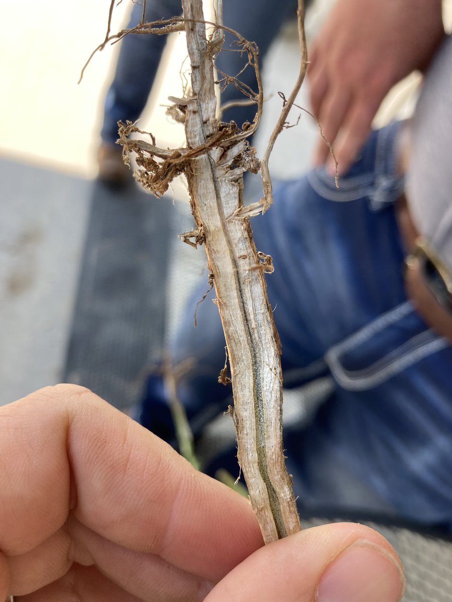 Todays find? Charcoal rot in soybeans. Likes hotter, drier conditions late. The giveaway are the microsclerotia, or tiny black specks inside the stem