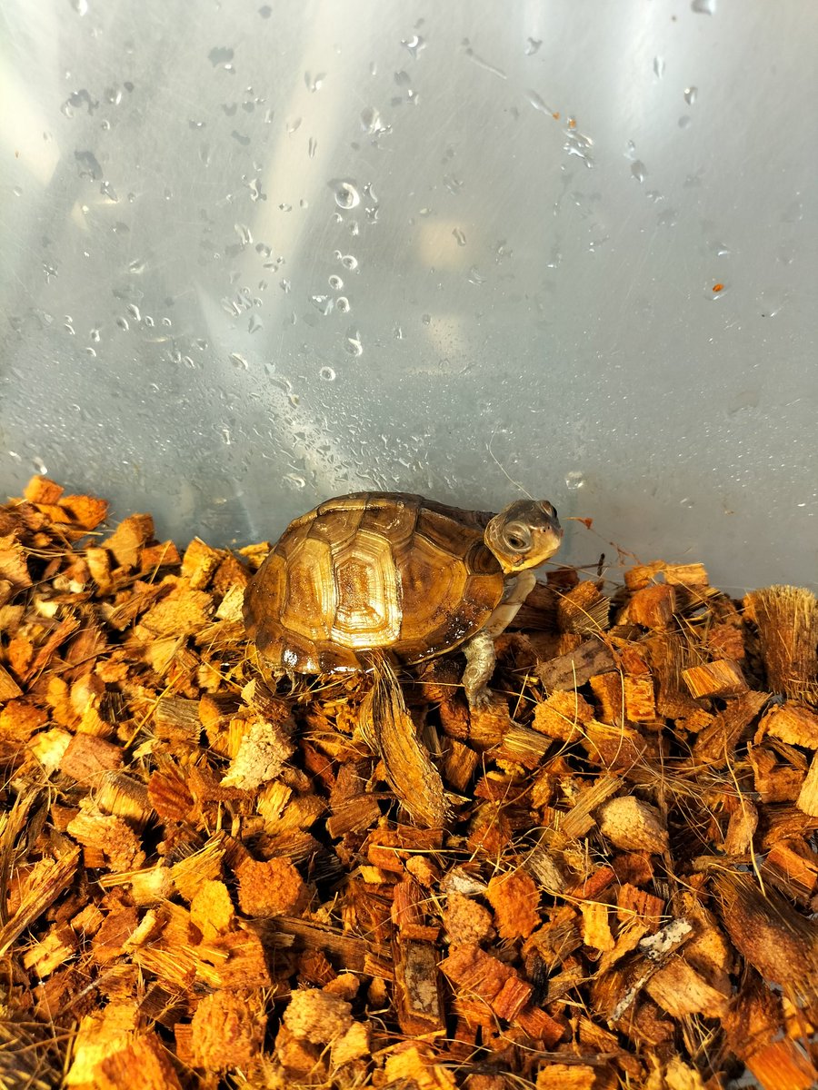 DragonBox11's tweet photo. ミツユビハコガメ🐢
入荷しました
最大14cm程度の小型カメです
食性が幅広いのが面白い所です
詳細はDMにてお問い合わせ下さい
#爬虫類
#長野爬虫類
#駒ヶ根爬虫類
#DragonBox
#爬虫類ショップ
#ミツユビハコガメ
#ハコガメ
#爬虫類好きの人と繋がりたい https://t.co/uTrtxhJdd7