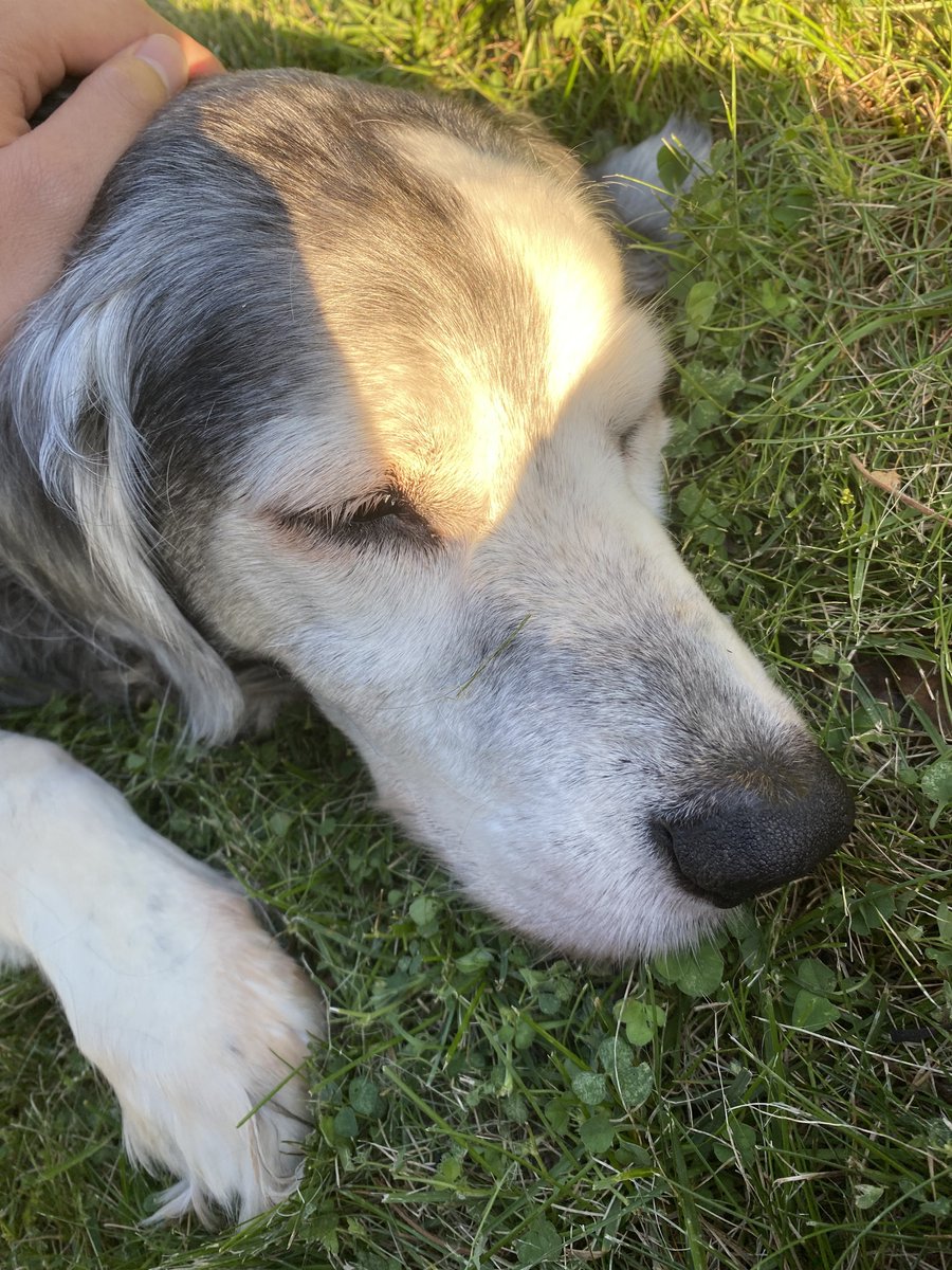 RaynaKae's tweet image. All dogs go to heaven.