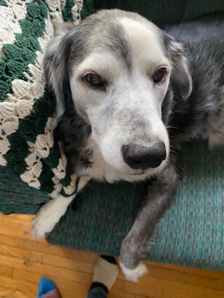 RaynaKae's tweet image. All dogs go to heaven.