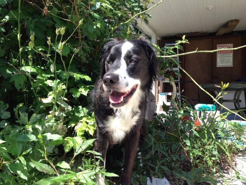 RaynaKae's tweet image. All dogs go to heaven.