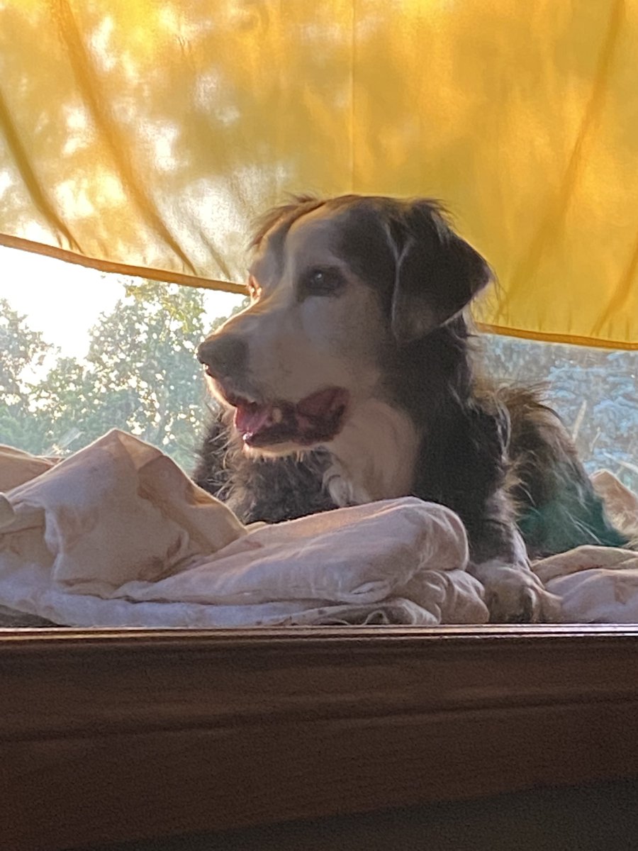 RaynaKae's tweet image. All dogs go to heaven.