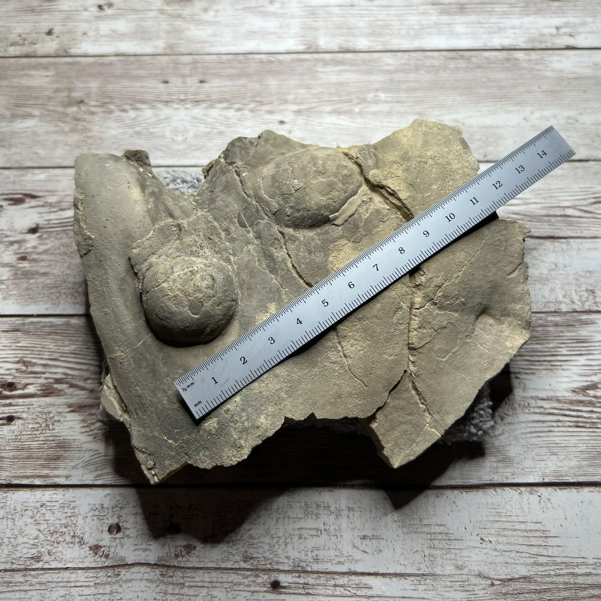 superkris31's tweet photo. Large inoceramid bivalves in Late Cretaceous Kansas occasionally made #pearls approaching the size of a #golfball ! https://t.co/tUnAvjcXBi