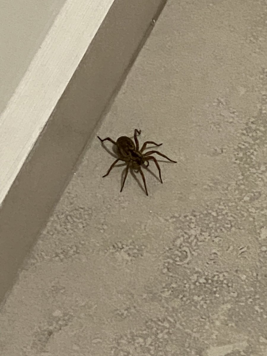 mayeepadilla's tweet photo. @Arachno_Cosas me he encontrado con esta en mi casa, ¿debo de preocuparme? 🤯 https://t.co/Nfl3DYbt7M