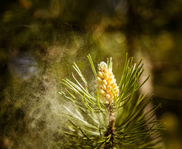 cctv_rwo's tweet photo. The healing properties of #pinepollen have been known to Chinese medicine for millennia, modern science has discerned its molecular structure, but what interests metaphysicians is its agentic nature. https://t.co/gWzD09Svzx