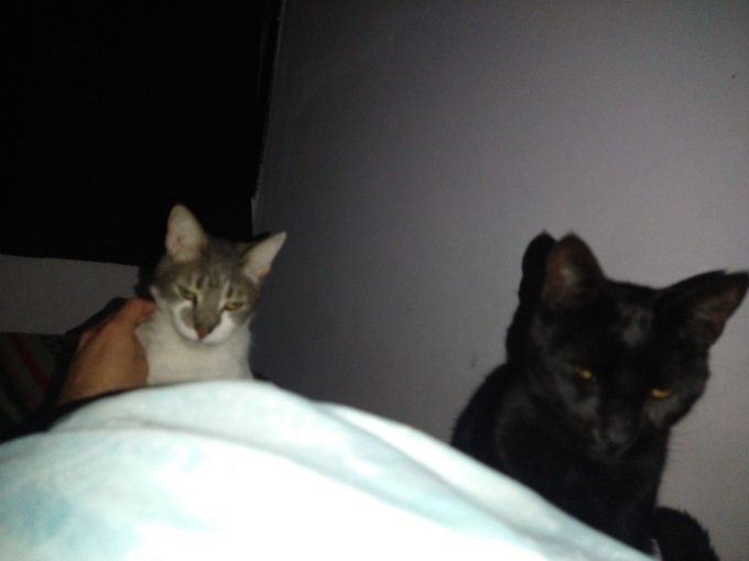 Mis michis viendo como todo se va al pingo en #Argentina #saqueos https://t.co/BwZ0pA2WXO<a href="/tag/argentina"class="tags"><span>#argentina</span></a><a href="/tag/saqueos"class="tags"><span>#saqueos</span></a>