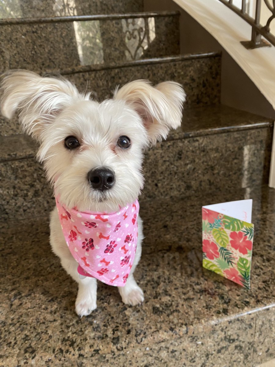 Rosie here: I learning thanks you photos 😊 Look what I got!!! In the mail!!! Frowm a new fren (to me. Him an Bailey have been frens fowr years!!!) 🥰🥰🥰 An a card!!! Said: To Rosie, Welcome to Dog Twitter! Love, Beau @kaiaIisland am so thawnkful!!! 💖🐶🐾 #roses #dogsoftwitter