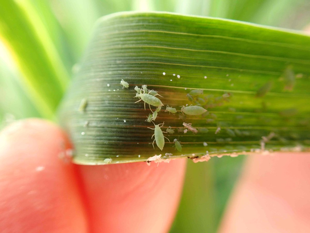 🪲Russian wheat aphid is confirmed north of Narrabri in low numbers. Please note: spraying low population will kill beneficials. 🧐Monitor your cereals for presence of rolled leaves with yellow strips. @NSWDPI_AGRONOMY @theGRDC @GRDCNorth @cesaraustralia