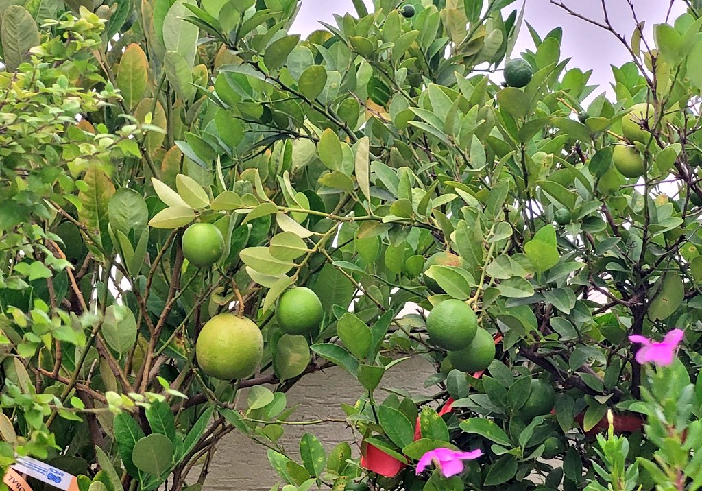 PKR | প্রশান্ত | پرشانتو tweet media