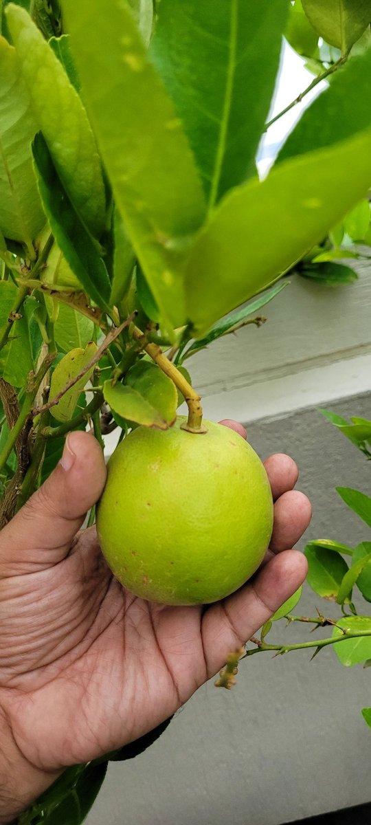 PKR | প্রশান্ত | پرشانتو tweet media