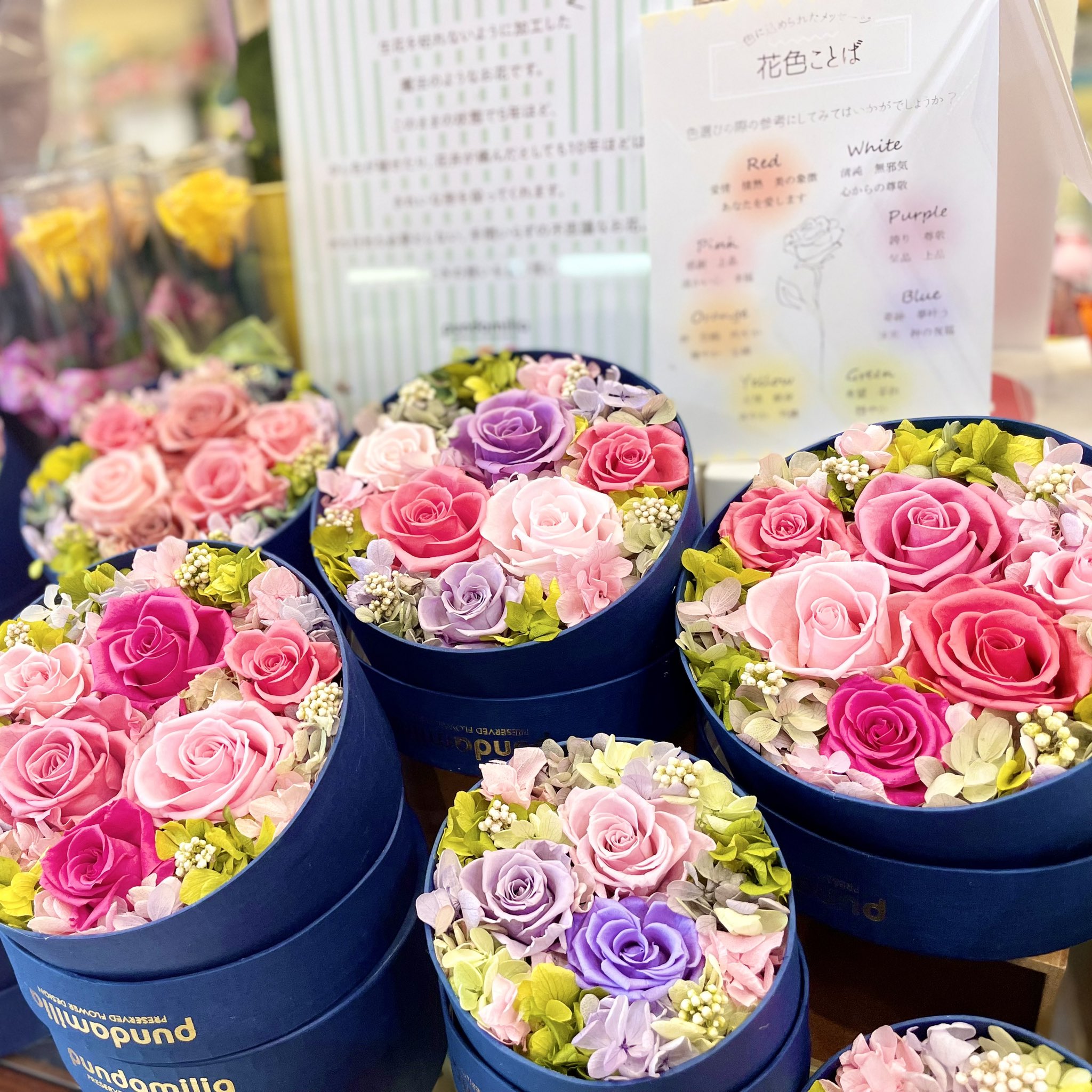 プンダミリア ハットケース プリザーブドフラワー 花 pundamilia ハットケースL | プンダミリア オンラインショップ | 京都の