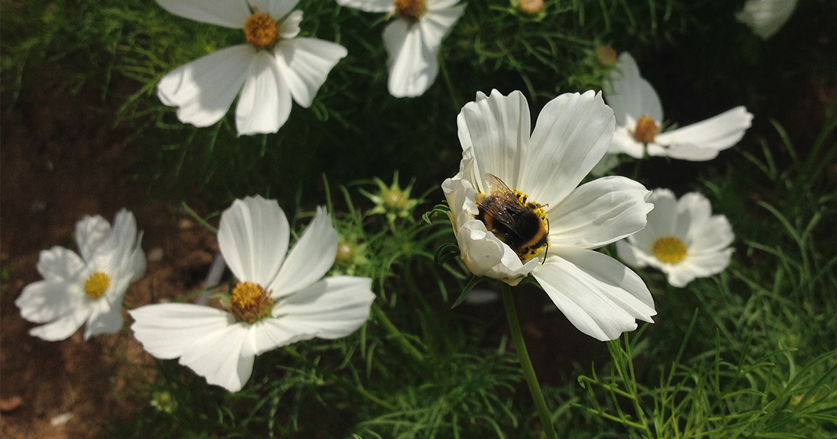 DarlacGardening's tweet photo. August is a great month for flowers, with many varieties such as cosmos, dahlias, guara and honeysuckle blooming at their peak and providing valuable sustenance for pollinators all around the garden 🐝

#augustflowers #flowergarden #flowersforpollinators #summergardening https://t.co/GhiH48BXfd