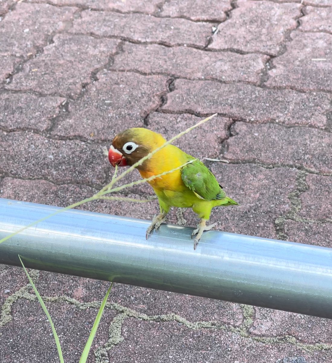 東京都江東区近辺で画像のインコちゃんお探しの方居たら教えてください！

かなり特徴的な色なので、飼い主の方いればすぐわかるかと思います。

1時間ほど前に見つけましたが、保護しようとしたら逃げられちゃいましたm(_ _)m