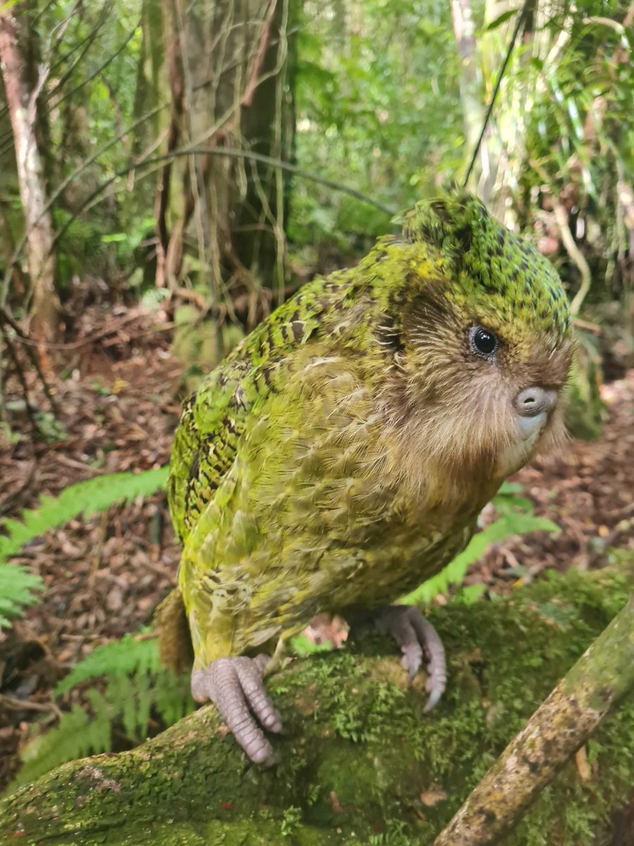 takapodigs's tweet photo. Last month we released #kakapo back onto mainland NZ for the first time in living memory. All four have just had a health check and are doing well. We’ll look to release more kākāpō to Maungautari soon. Pic: Dani Whitaker #returnofthekakapo #parrots #conservation https://t.co/7MzqbWF53f