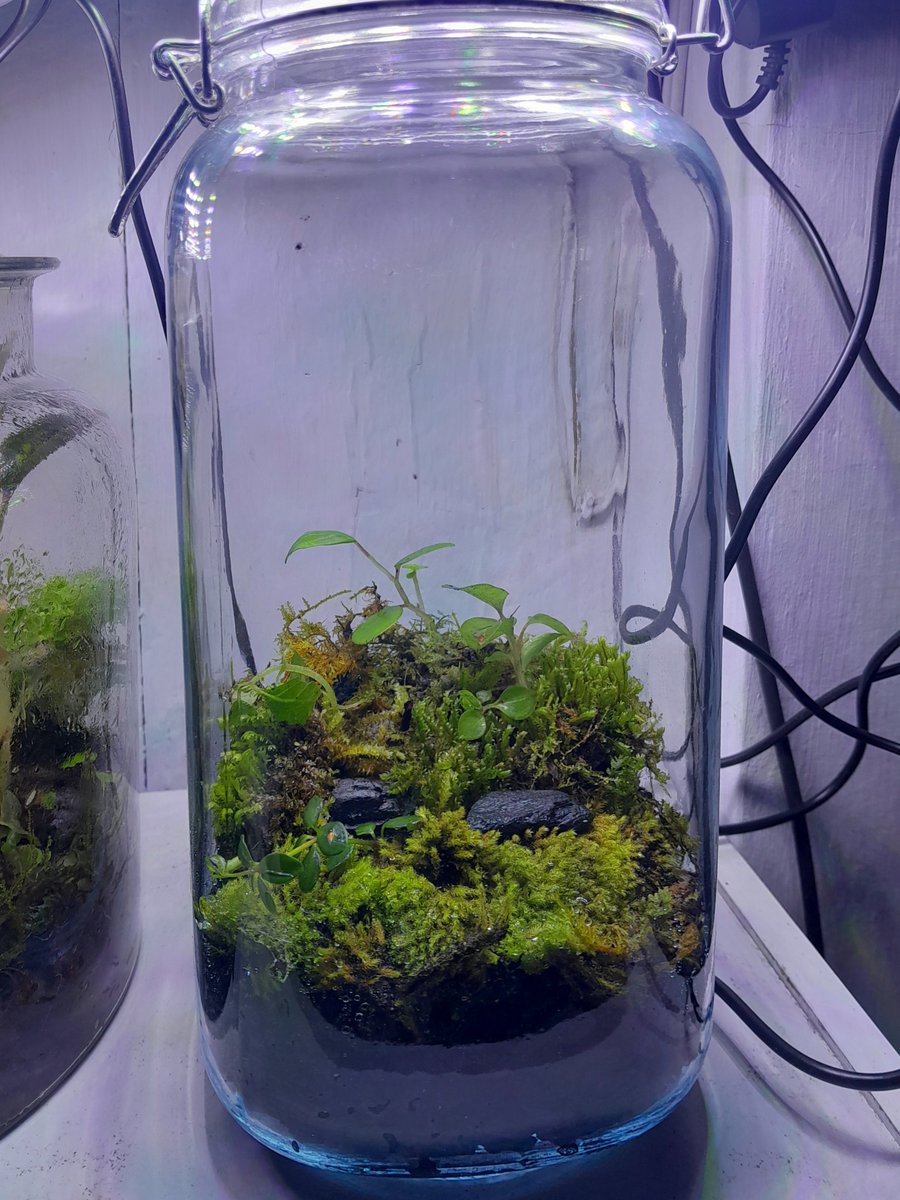 New terrarium

Tutorial? Coming soon* 

*mbuh kapan