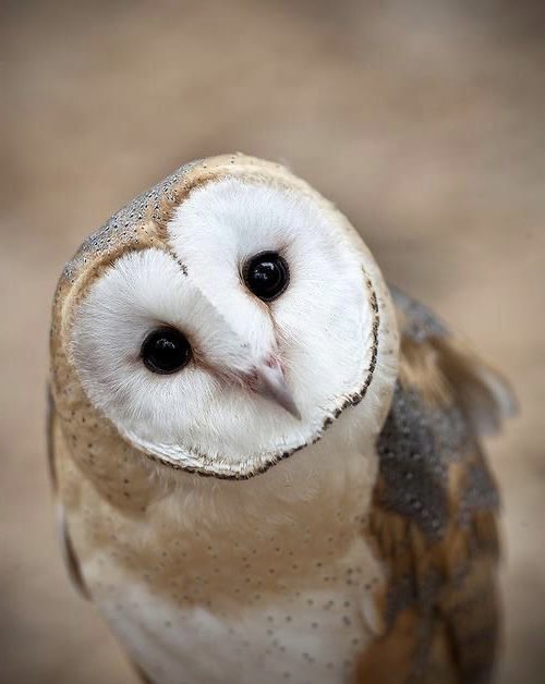 taehyun as owls (@2k0t0h2) on Twitter photo 