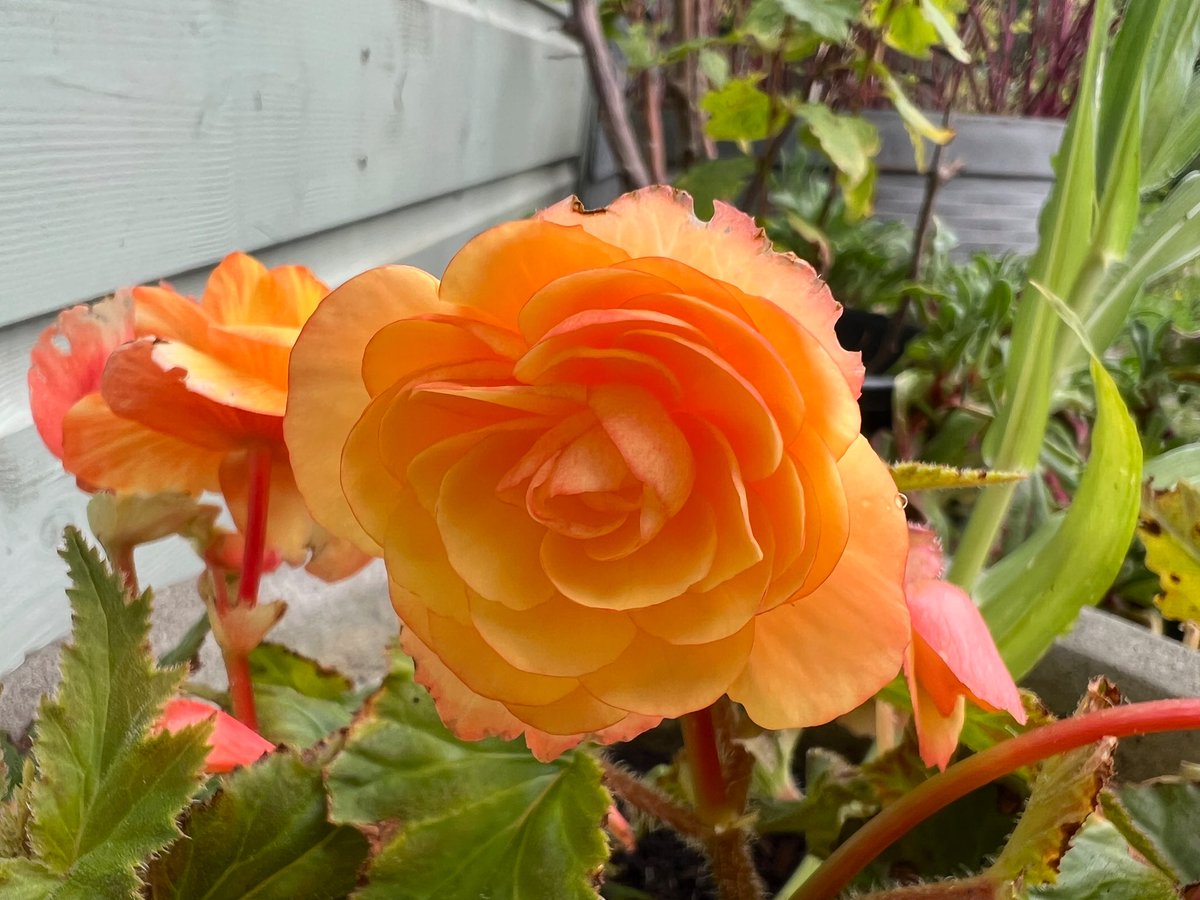 🍑🍑Home grown Begonia, soft & peachy 🍑🍑 #NannysGardenWorld #GardeningTwitter #FlowersOfTwitter #Flowers #Begonias