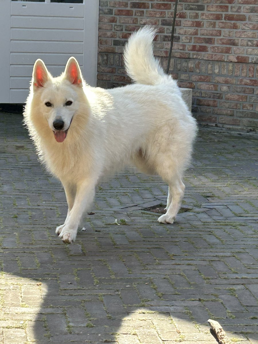 Meneer is druk met zijn stokken 😊