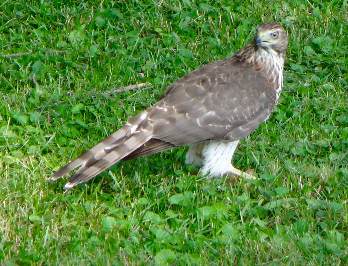 Nature can be cruel -- local hawk killing a local chipmunk in my yard! 🥺 #WildlifeWednesday #BirdsOfPrey #wildlifephotography #nature #NaturePhotograhpy