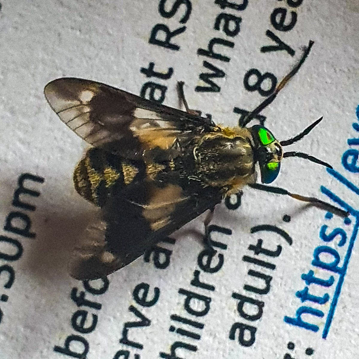 GowerClare's tweet photo. An absolutely stunning female Twin-lobed deerfly (Chrysops relictus) at RSPB Ynys-hir. Look at those eyes! @Natures_Voice @invertebrate_uk @tanyptera #nature #wildlife #TwitterNatureCommunity #NaturePhotography #wildlifephotography #NatureBeauty #naturelovers #insect #deerfly https://t.co/pI7n5Q5e70