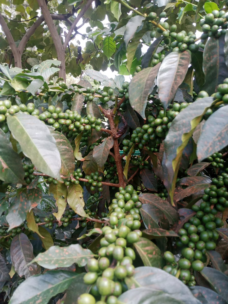 Embracing agroforestry to mitigate climate change..this is a demo garden at <a href="/MashaCoffeeUg/">Masha Coffee</a> , producing speciality arabica coffee