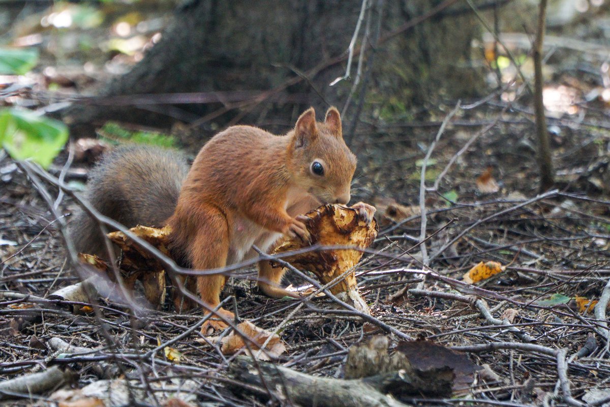 squirrel_zigzag's tweet photo. https://t.co/gNt06E24aJ