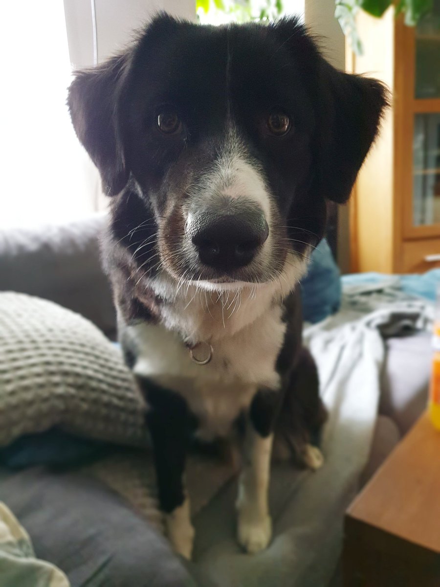 🐕 Luna

Ääähm Frauchen... Mein Napf ist leer 🤔