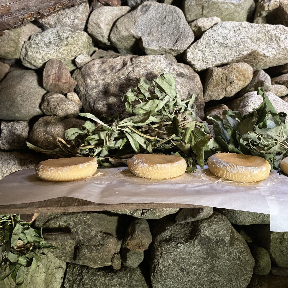 Ùn ci sò più pastureddi
À campà in la natura
Distrutti sò i caseddi
Siccata hè a virdura
Ùn ne nasci più eredi
Pà vighjà sù quiss’altura
