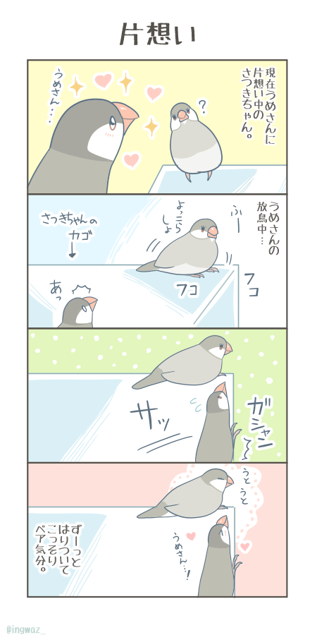 片想い。

#Buncho #javasparrow #文鳥 