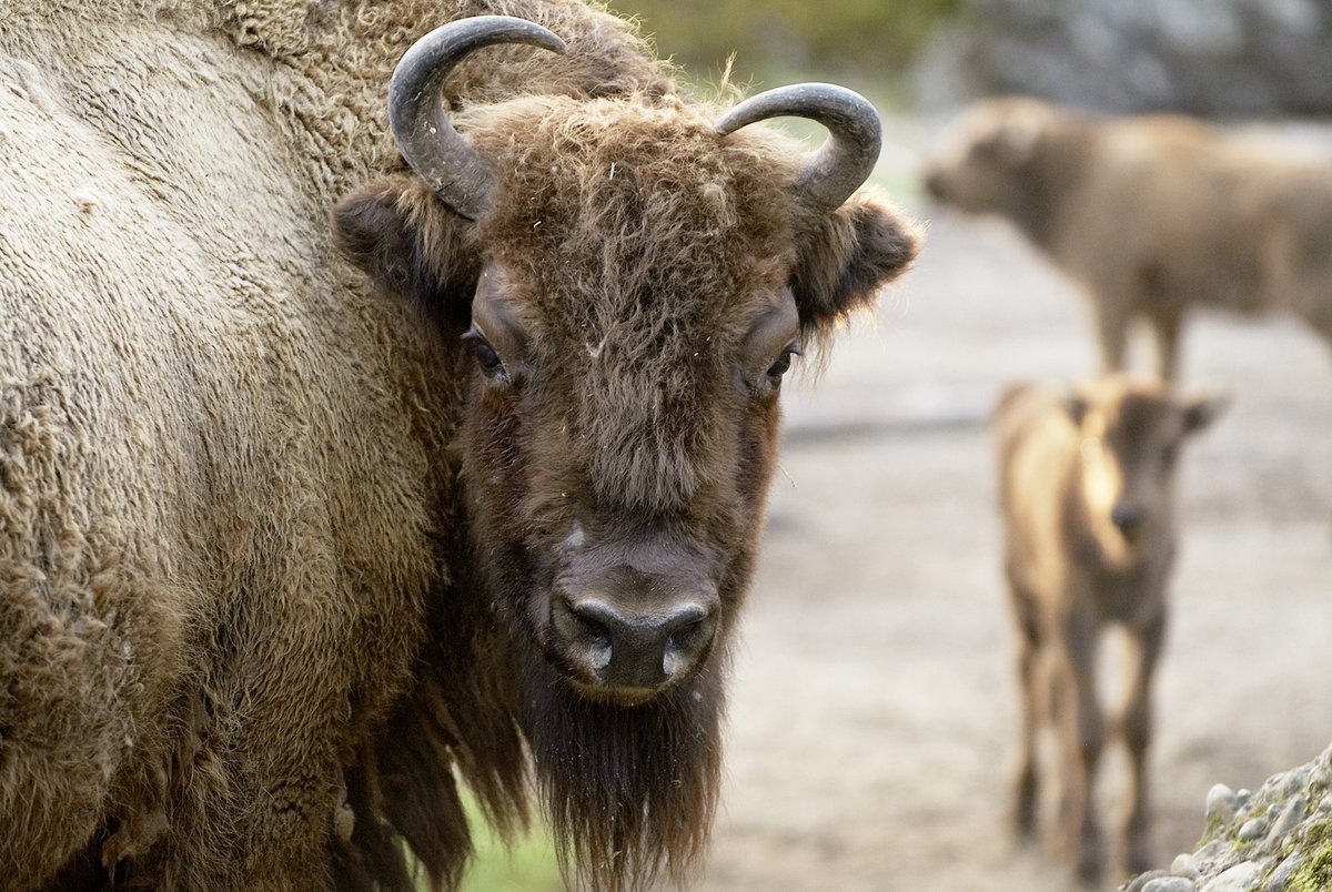إطعام الحيوانات في متنزه جولداو الطبيعي وحديقة الحيوان الواقعة بالقرب من لوسيرن. يمكنك اكتشاف أكثر من 100 نوع من الحيوانات البرية.
shorturl.at/koFHR
