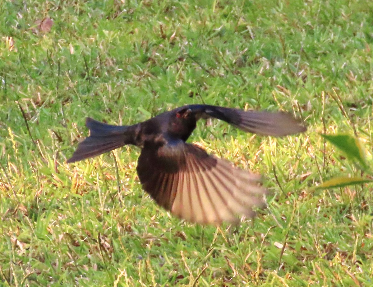 WWWings2023's tweet photo. Good morning ๐
One of the #ForkTailedDrongo in the garden, rising up from one of its swoops down in search of insects and scanning the landscape from its perch.
#Zambia #NaturePhotography #Wildlife #birding #birdwatching #TwitterNatureCommunity https://t.co/2sv7FzRMoN