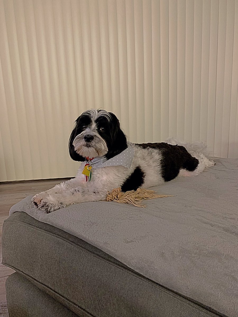 Pose #bandit # dogsoftwitter #dogs