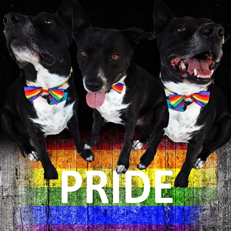 bryeshell's tweet photo. @heytorch Yes tie tuesday. I forgot it was Tuesday and now its late and I'm in pj's. So instead here is my dog in a bowtie https://t.co/S3f4tyDTDz