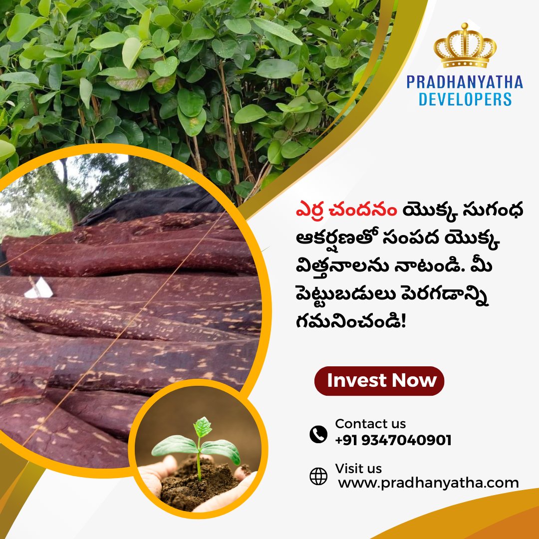 pradhanyathaD's tweet photo. ఎర్ర చందనం యొక్క సుగంధ ఆకర్షణ��ో సంపద యొక్క విత్తనాలను నాటండి. మీ పెట్టుబడులు పెరగడాన్ని గమనించండి!
.
.
For more details, contact us at +91 9347040901, 9182173267, or
Visit: https://t.co/6rMYkedLCb
.
.
#redsandalwood #sandalwood #sandalwoodfarminginindia https://t.co/t1lUstkHcc