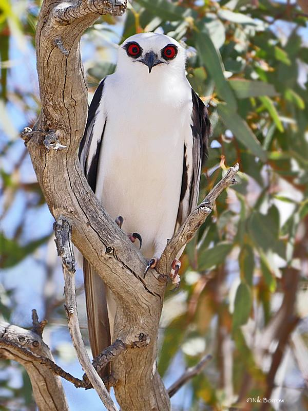 edwereddie's tweet photo. - The letter-winged kite (Elanus scriptus) is a small, rare and irruptive bird of prey that is found only in Australia.
- Photo courtesy of Nik Borrow, Australia. https://t.co/UQWz3lttXw