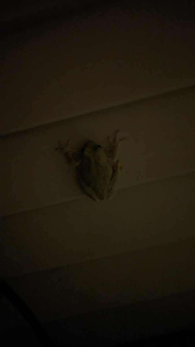 print's tweet image. Hyla versicolor