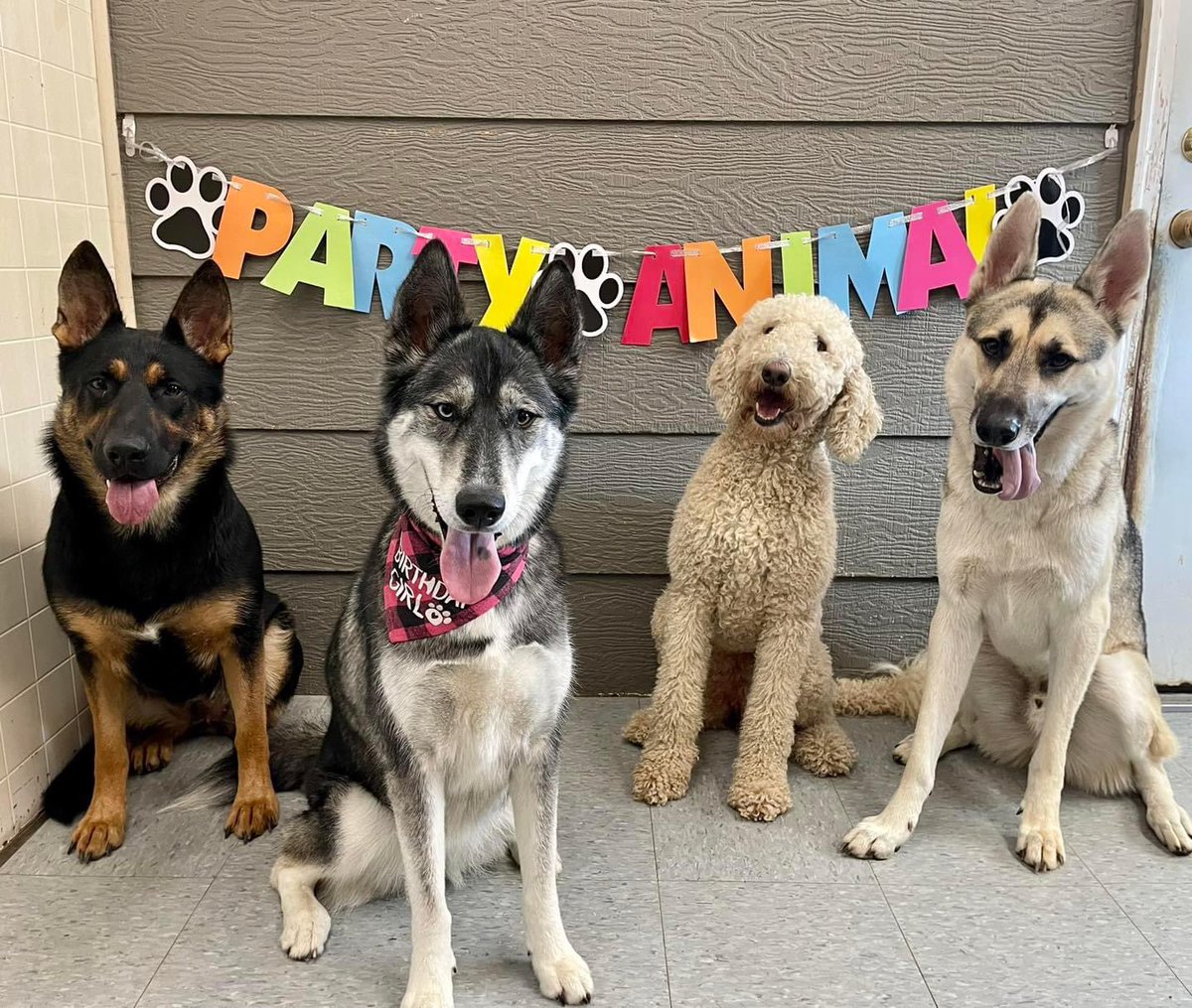 bray_bray04's tweet photo. my mental health for majority of 2023 has been nothing but negative..so far this has been one of the most challenging years for me, but seeing how happy Bear is at daycare, with her friends, and my roommate gives me hope for the remaining months #hitrockbottom https://t.co/8T2LWgSCCu