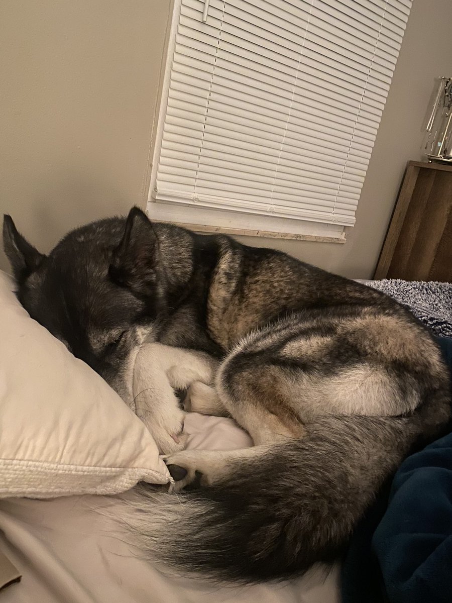 bray_bray04's tweet photo. my mental health for majority of 2023 has been nothing but negative..so far this has been one of the most challenging years for me, but seeing how happy Bear is at daycare, with her friends, and my roommate gives me hope for the remaining months #hitrockbottom https://t.co/8T2LWgSCCu