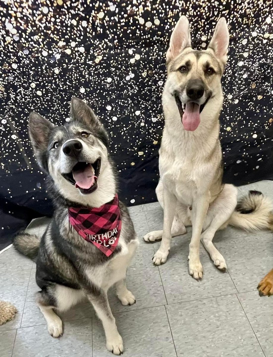 bray_bray04's tweet photo. my mental health for majority of 2023 has been nothing but negative..so far this has been one of the most challenging years for me, but seeing how happy Bear is at daycare, with her friends, and my roommate gives me hope for the remaining months #hitrockbottom https://t.co/8T2LWgSCCu