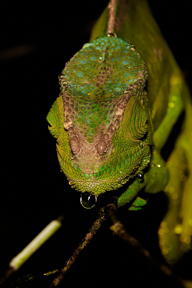 bownaankamal's tweet photo. Jurassic Returns | Calumma parsonii | Analamazaotra | Madagascar
#1x #macroworld_tr #Calummaparsonii #yourshotphotographer #macrocaptures #amazingwildlife #bestanimalshots #animalsofinstagram @BBCEarth
@WildlifeMag
@natgeowild
@NikonMEA
@NikonUSA https://t.co/Msrs6D2jJK