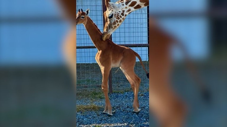 livedoornews's tweet photo. 【注目集める】模様のないキリンの赤ちゃん誕生、飼育下で上野動物園以来か 米国
https://t.co/n2afZSe0km

赤ちゃんはメスで体高は約1.8メートル。8月から一般公開が始まった。動物園によると、この赤ちゃんは「地球上で唯一生きている単色のアミメキリン」かもしれないという。 https://t.co/esd7ZGihby