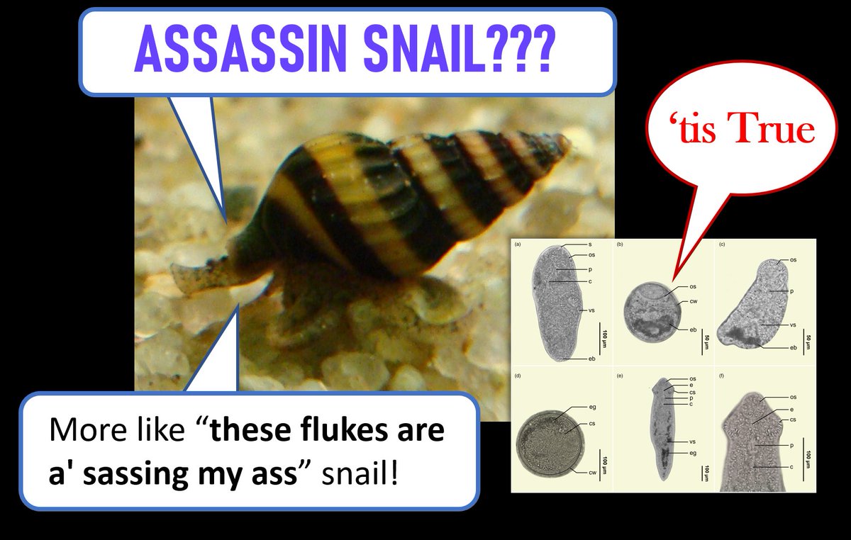 Assassin snails (Anentome spp.) are carnivorous snails that eat other gastropods. They are popular as ornamental pets but are also host to a wide range of different flukes. This study reports on the flukes found in one particular species, Anentome helena. cambridge.org/core/journals/…