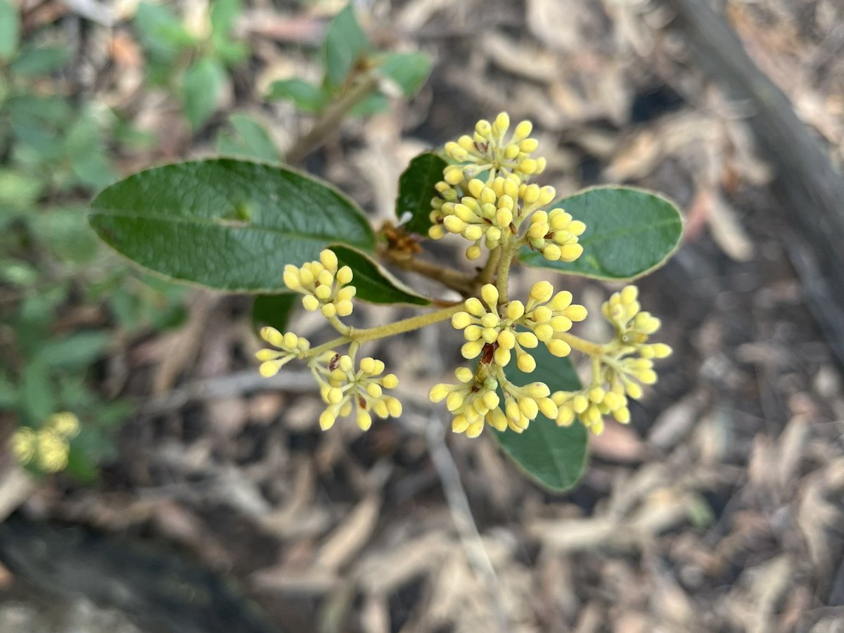 Wombat Ridge tweet media