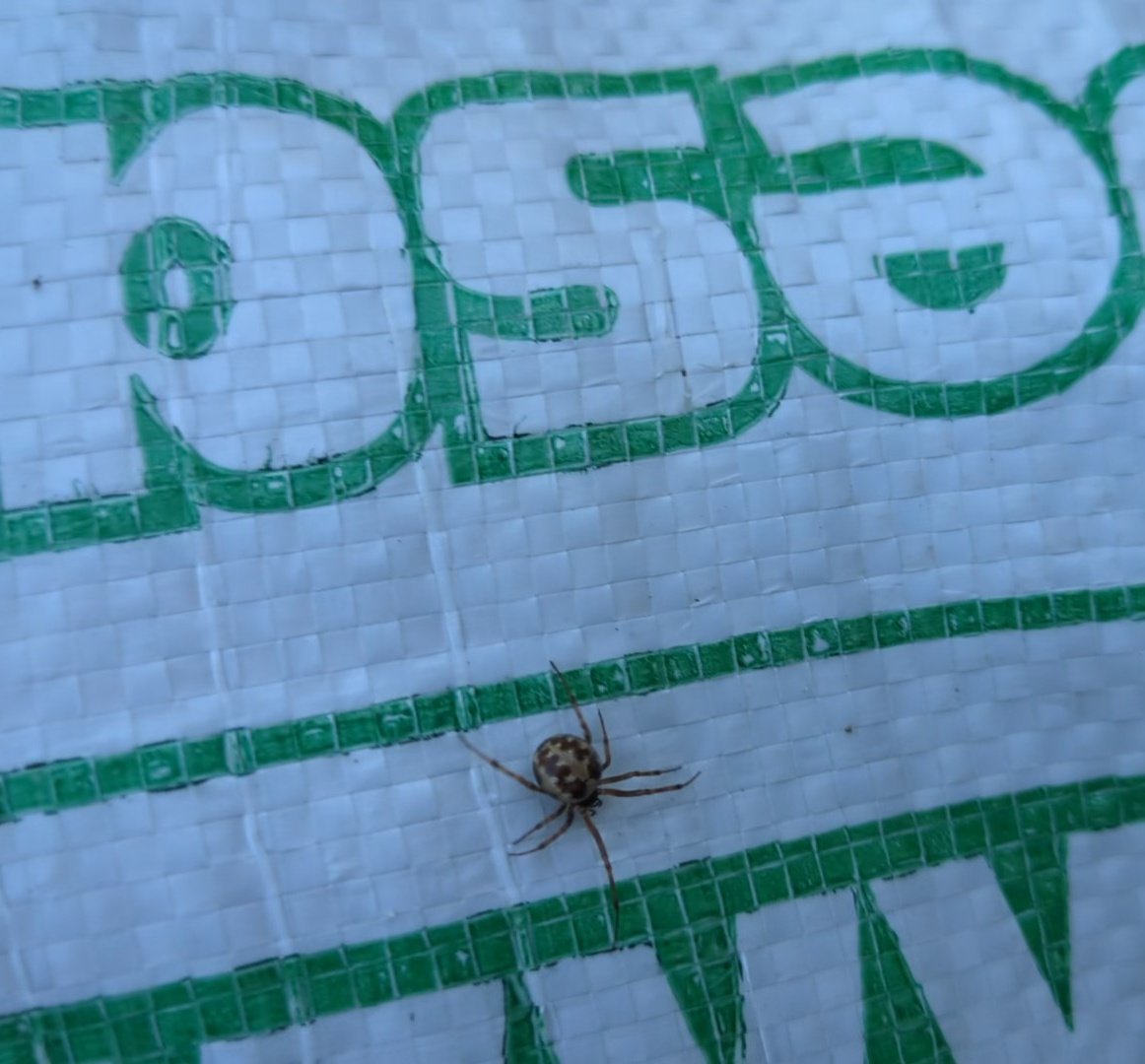 print's tweet image. Steatoda triangulosa