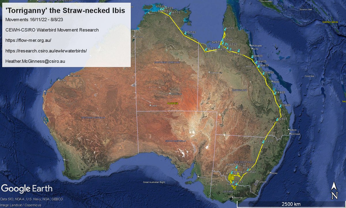 <a href="/CSIRO/">CSIRO</a>  @AusWaterbirds latest discovery: a Straw-necked ibis tracked from Booligal to Kakadu! Find out more about how these data helps us deliver #WaterForTheEnvironment: brnw.ch/21wBTEi

<a href="/FlowMERprogram/">The Flow-MER Program</a>