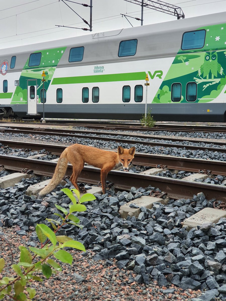 joseph_ossou's tweet photo. Ilmalan varikon kuuluisa kettu🦊😍🚂 #vrduuni #kettu #junat #fox #train #nature @VRmatkalla https://t.co/g1gHENTErt