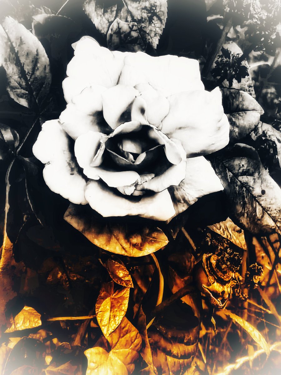 LucyTho55134197's tweet photo. #RoseWednesday #darkrose https://t.co/41MQF7ZJyj