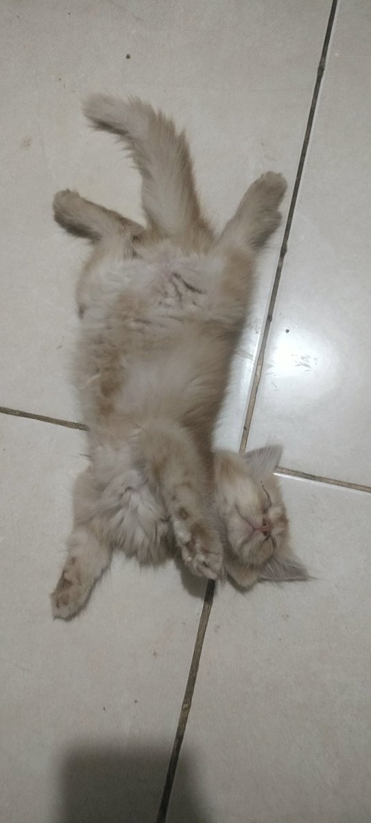 Frastica4's tweet photo. @kochengfs Bayi abis selesai nyusuuu https://t.co/ThQJCHZbg8