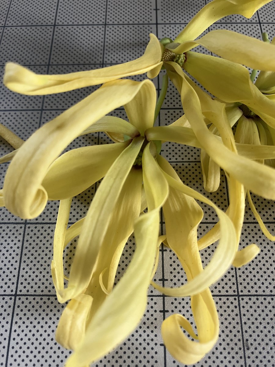 _Shunran's tweet photo. 今年はかなりの花をつけたイランイラン。花が黄色くなってから、少しずつあの芳香がします。
でも、オイルほどは香りません。 https://t.co/KtKAE3Yds0