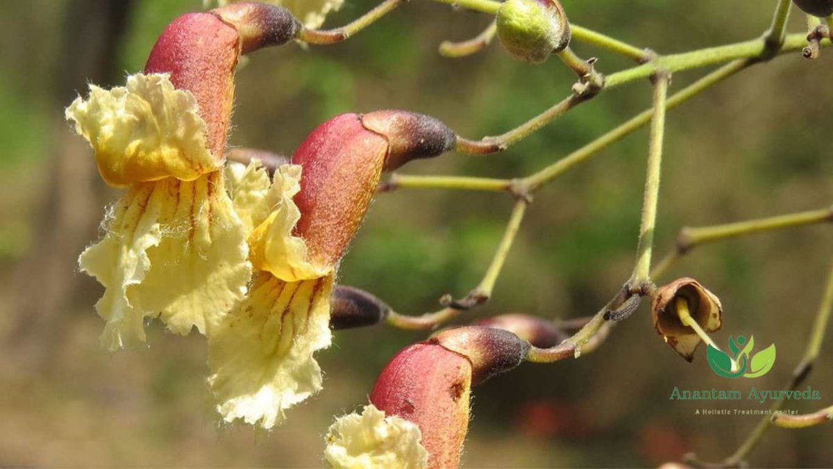 AnantamAyurveda's tweet photo. What is #Patala?
Patala, scientifically known as #Stereospermum #suaveolens and belonging to the #Bignoniaceae family. In Ayurveda, its bark, leaves, and flowers are useful, aiding #digestion, promoting #skin health, and supporting #respiratory wellness.
https://t.co/60m845CPa0 https://t.co/7RdTUY5FCI